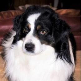 Korban - Miniature Australian Shepherd
