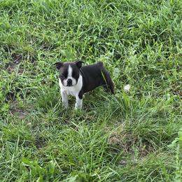 Boy 3 - male Boston Terrier puppy in Henning, Minnesota from Lucht-Tee Acres Bostons