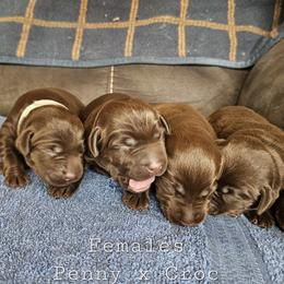 Girl 4 - Chocolate female Labrador Retriever puppy in Boyd, Minnesota from Lindley Labradors