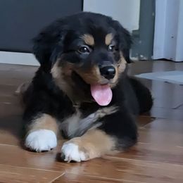 Boy 1 - Black tri-color male Australian Shepherd puppy in Azusa, California from Pawfectly Aussies