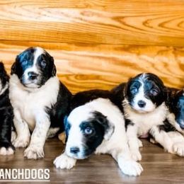 Goldendoodle, Old English Sheepdog, and Sheepadoodle Puppies from V6 Ranch Dogs