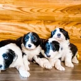 Goldendoodle, Old English Sheepdog, and Sheepadoodle Puppies from V6 Ranch Dogs