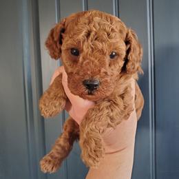 AKC Chopper Dark Red Mini Poodle - Red  male Poodle puppy in Falcon, Missouri from Cedar House Heritage Poodles | AKC Toy & Miniature Poodle Puppies Raised in Home