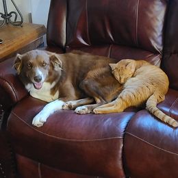 Australian Shepherd All Grown Up from Briggs Aussies