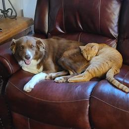 Australian Shepherd All Grown Up from Briggs Aussies