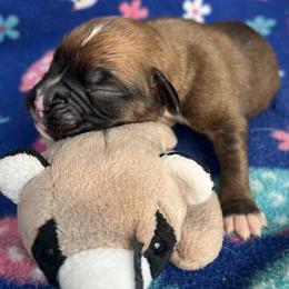 Boy 1 - Fawn male Boxer puppy in Plainwell, Michigan from Hope's Beautiful Boxers