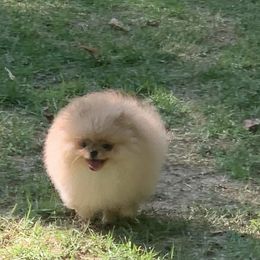 Pomeranian Puppies from Halo Poms