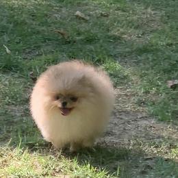 Pomeranian Puppies from Halo Poms