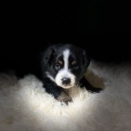 STORM - Black tri male Miniature Australian Shepherd puppy in Bartow, Florida from Peace Creek Aussies