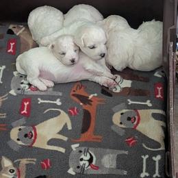 Bichon Frise Puppies from Jawoofski's Bichons