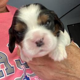 Girl 2 - Tri-color female Cavalier King Charles Spaniel puppy in Morriston, Florida from Cutesy Cavaliers