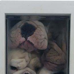 Bulldog Puppies from Pappy's Bullies