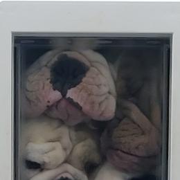 Bulldog Puppies from Pappy's Bullies