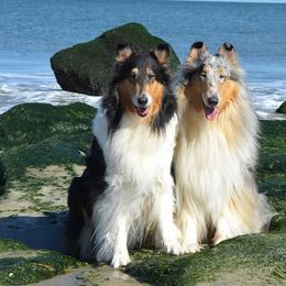 Collies from Avalon Collies