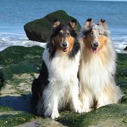 Collies from Avalon Collies