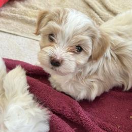 Girl 4 - Cream female Havanese puppy in Melba, Idaho from Lawson Havanese