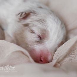 Australian Shepherd, Miniature American Shepherd, Miniature Australian Shepherd, and Toy Australian Shepherd Puppies from Painted Blue Aussies