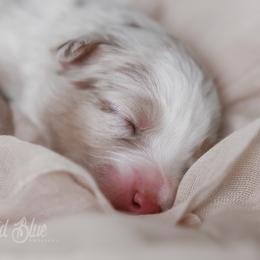 Australian Shepherd, Miniature American Shepherd, Miniature Australian Shepherd, and Toy Australian Shepherd Puppies from Painted Blue Aussies