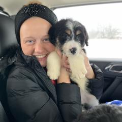 Bordoodle Puppies from Borders of Eby Eden