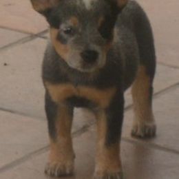 Australian Cattle Dog and Rottweiler Puppies from Koda Ranch