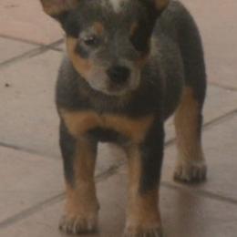 Australian Cattle Dog and Rottweiler Puppies from Koda Ranch