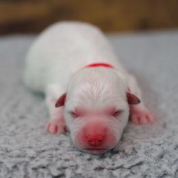 Berger Blanc Suisse Puppies from Moonlight Berger Blanc Suisses