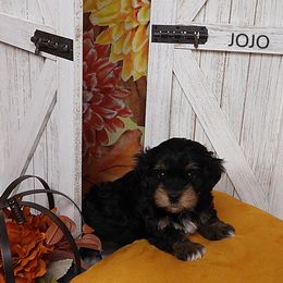 JoJo --PKA Sojo -Sojourner - Black and tan male Havanese puppy in Salt Lake City, Utah from Steal Your Heart Havanese