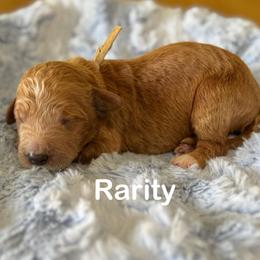 Rarity-White - Apricot female Goldendoodle puppy in Bay City, Texas from Charming Doods Goldendoodles