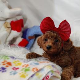 Cherry-OFA and CHIC parents - Red  female Poodle puppy in Westfield, North Carolina from Legacy Pets