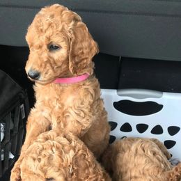 Labradoodle Puppies from Double B Doodles