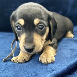 Snoopy - Black and cream male Dachshund puppy in Memphis, Tennessee from River City Doxies