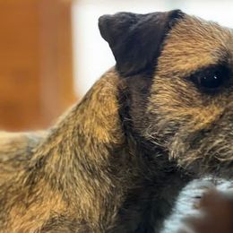 Border Terriers from Small Wonders