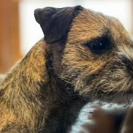 Border Terriers from Small Wonders