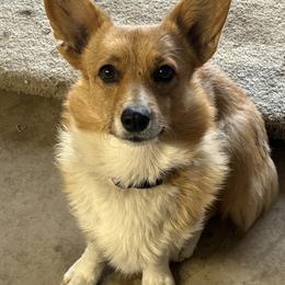 Pembroke Welsh Corgi Puppies from RK Corgis