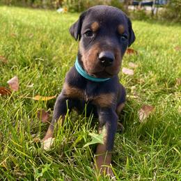 Aqua - Black and rust female Doberman Pinscher puppy in Cheney, Washington from European Dobermans by Diana