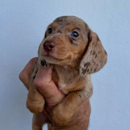 Girl 2 - Dapple female Dachshund puppy in Miami, Florida from Marble Dachshunds