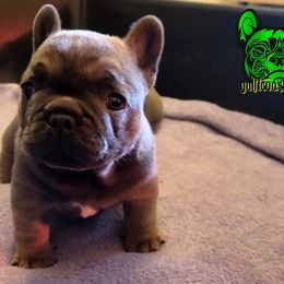 French Bulldog Puppies from Charles Frenchies