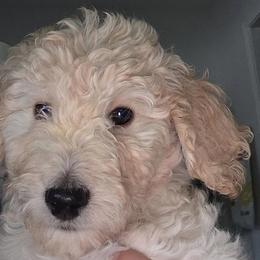 Anna - Cream female Goldendoodle puppy in Dallas, Texas from Bishop Golden Doodles