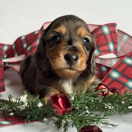 Huey - Dapple male Dachshund puppy in Clever, Missouri from Autumn Breeze Dachshunds