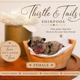 Shihpoo puppies from Thistle & Tails Shihpoos