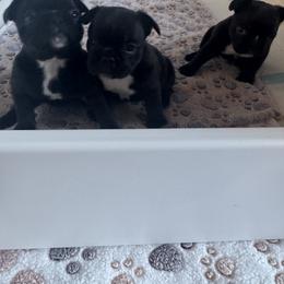 French Bulldog Puppies from Diamonds Frenchies