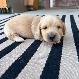 Blaze - Cream male Dachshund puppy in Hawley, Texas from Little e Dachshunds