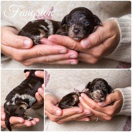 Fangston - Merle male Goldendoodle puppy in Woodruff, South Carolina from Crooked Creek Doodles and Poodles