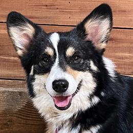 Dottie - Pembroke Welsh Corgi