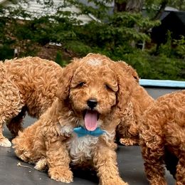 Raffy - Red  male Poodle puppy in Mint Hill, North Carolina from DoodleForever