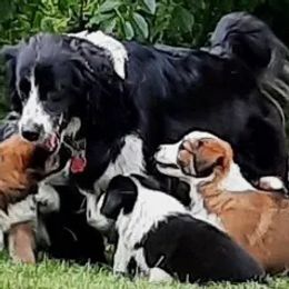 English Shepherd puppies from Tranquil Morning Farm