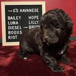 Brody - Chocolate male Havanese puppy in Kansas City, Missouri from G's Havanese