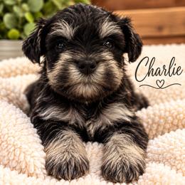 Charlie - Black and silver male Miniature Schnauzer puppy in Hull, Georgia from Ardent Miniature Schnauzers of Athens