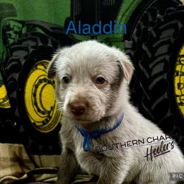 Aladdin - Red speckled male Australian Cattle Dog puppy in Floyd, Virginia from Southern Charm Heelers