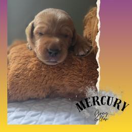 Silver Collar - Mercury - Yellow male Labrador Retriever puppy in Sumerduck, Virginia from Cedar Mountain Retrievers